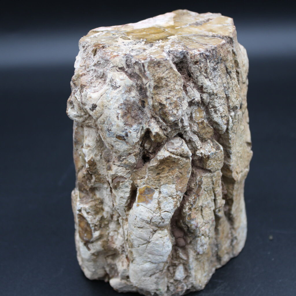  Versteinertes Holz Stumpf 2301 g Unikat