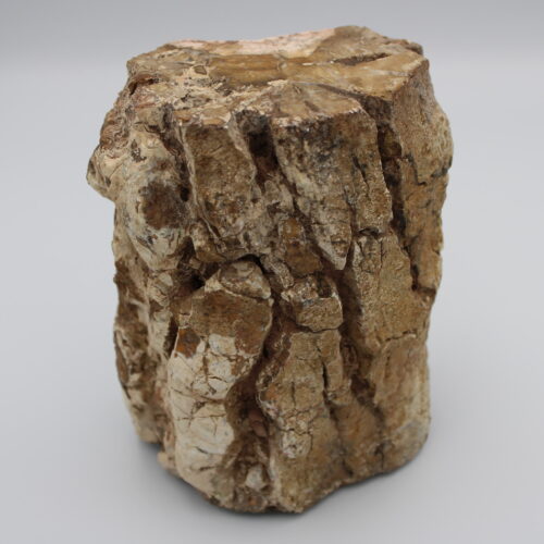 Versteinertes Holz 2301g