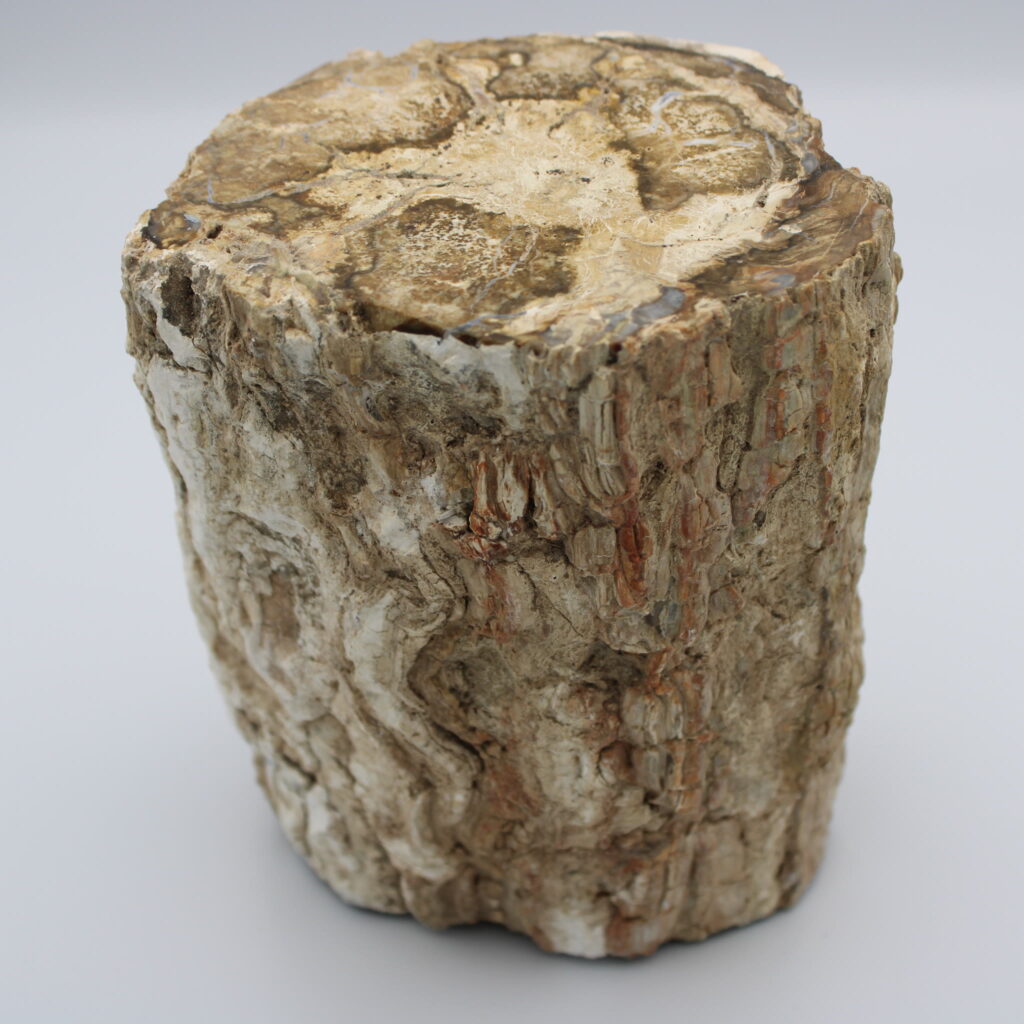 Versteinertes Holz 3190g