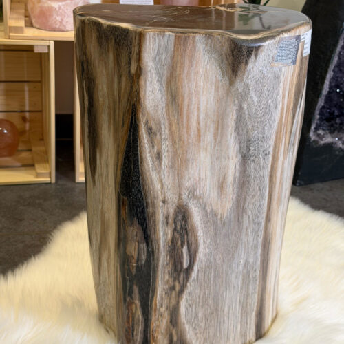 Versteinertes Holz