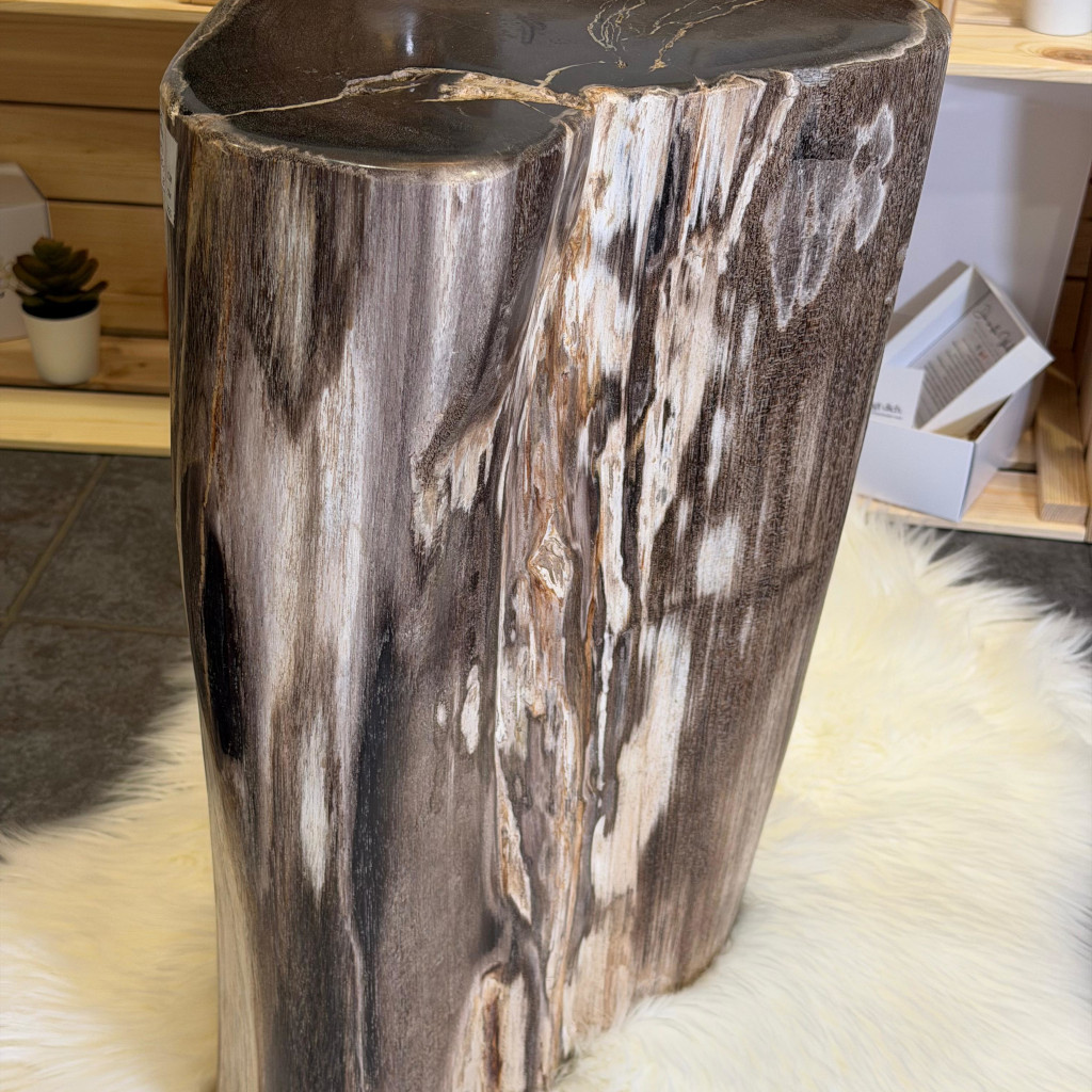 Versteinertes Holz back