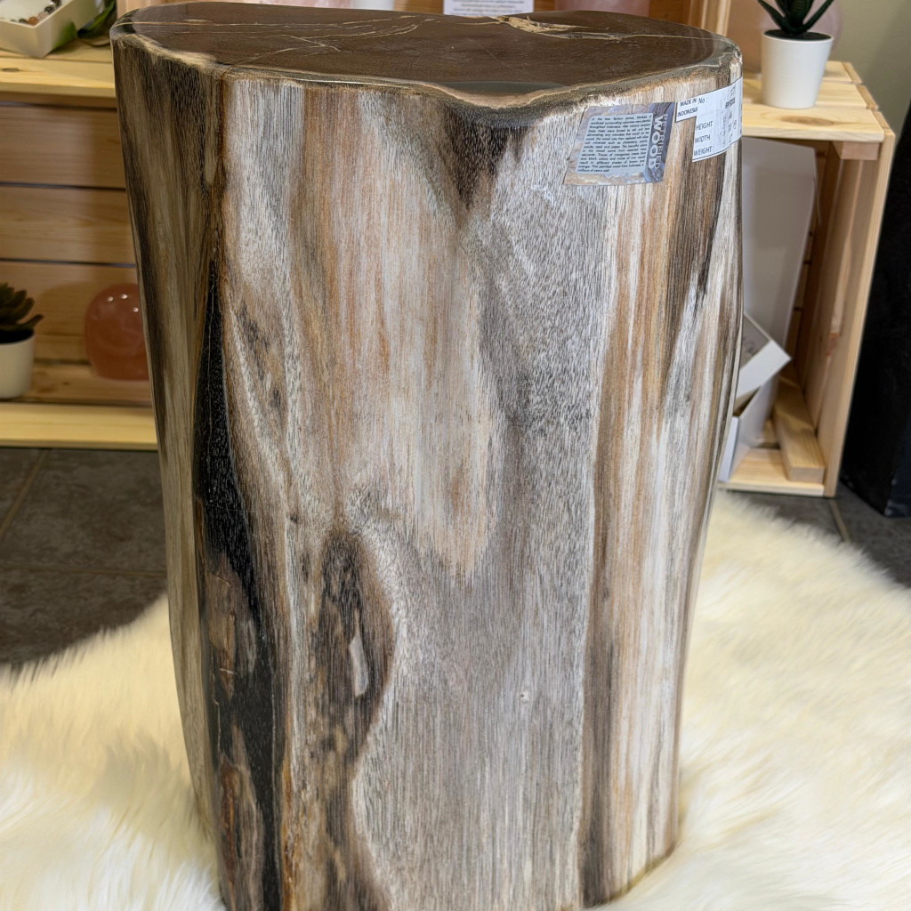 Versteinertes Holz front