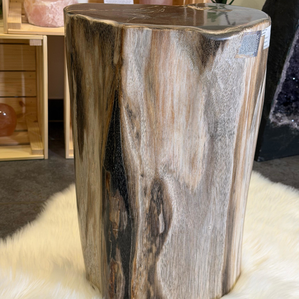Versteinertes Holz